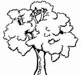 Tree Coloring Coloringcrew sketch template