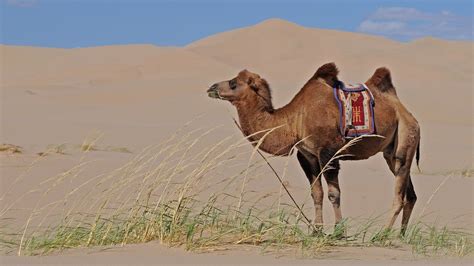 camellos asi es su alimentacion