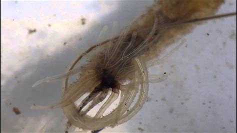 rat tailed maggot with parasite attached to anus youtube