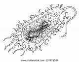 Vector Euglena Sketch Bacteria Cell Illustration Shutterstock sketch template