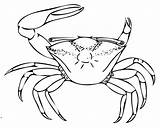 Fiddler Crab Coloring 411px 62kb sketch template