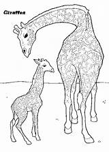 Coloring Pages Baby Giraffe Mother Giraffes Activity sketch template