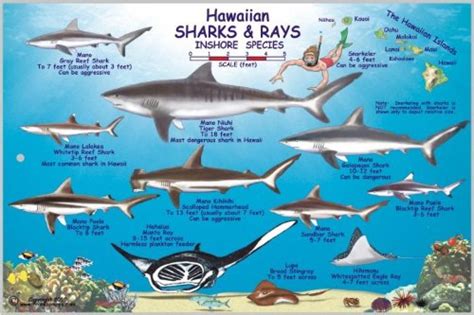 hawaiian sharks  rays offshore  inshore species  frankos maps  shark types