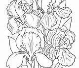 Iris Coloring Quality High Getcolorings Pages Getdrawings sketch template