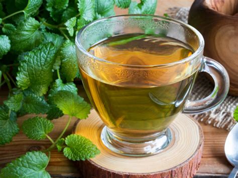 8 Best Benefits Of Lemon Balm Tea Organic Facts