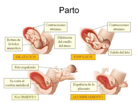 pin de paola noguera en oposiciones enfermería