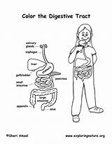 Coloring Pages Liver System Digestive Popular Body Human sketch template