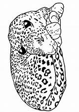 Leopard Coloring Sleeping Pages Parentune sketch template