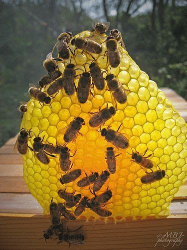 pin van danielled op honeybee cottage honingbijen hommels bijen houden