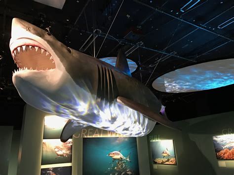 shark exhibit aims     predators image wtop