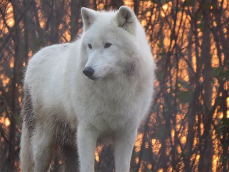 wolf species  howling dialects