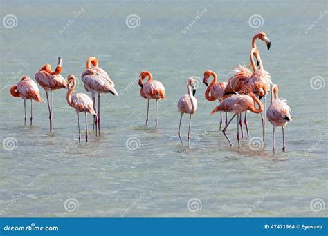 flamingos  jan kok curacao stock photo image  water antilles