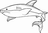 Shark Coloring Pages Whale Drawing Underwater Hammerhead Megalodon Baby Hungry Printable Color Adults Getcolorings Great Getdrawings Paintingvalley Drawings Comments Colorings sketch template