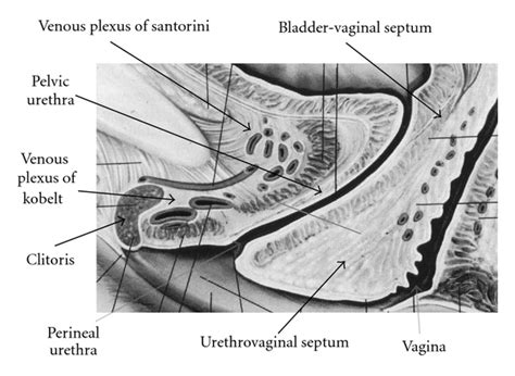 anatomy of the clitoris revision and clarifications about the
