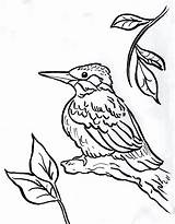 Kingfisher Coloring Pages Bird Drawing Chickadee Line Printable Print 2550 Designlooter Color Reference Getdrawings Drawings Kids 1026 29kb Today Getcolorings sketch template