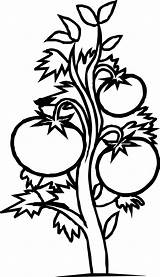 Clip Plants Plant Clipart Tomato Coloring Colouring Cliparts Line Flowers Book sketch template