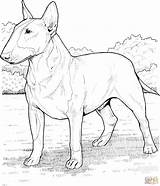Bull Terrier Coloring Pages Dog English Printable Pitbull Dogs Staffordshire Breed Colouring Drawing Drawings Adult Super Main Skip Comments Fox sketch template
