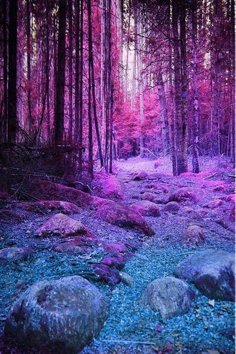 Pink Forest Beautiful Nature Scenery Pretty Pictures