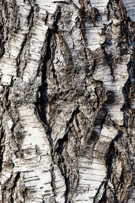 closeup of the bark of a silver birch photograph by stefan rotter