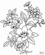 Coloring Flowers Pages Drawing Printable sketch template