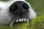 Résultat d’image pour dents du chien. Taille: 154 x 102. Source: www.empruntemontoutou.com