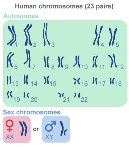 What Is A Chromosome And Its Function By The Human Origin Project