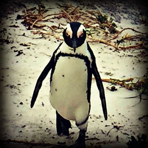 killer penguin roam family travel