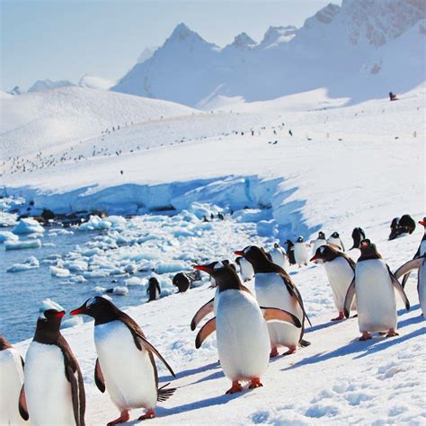 die pinguine der antarktis hurtigruten