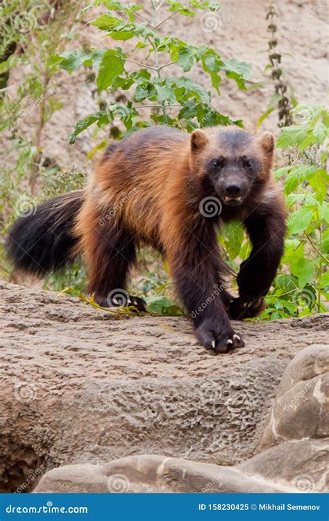 nimble red headed wolverine summer fur runs   green thickets  plants   rocks