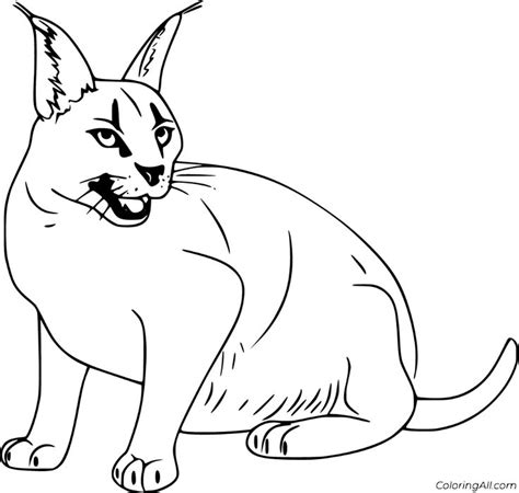 printable caracal coloring pages easy  print   device