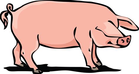 hog huge freebie   powerpoint pig pork clipart png  full size clipart