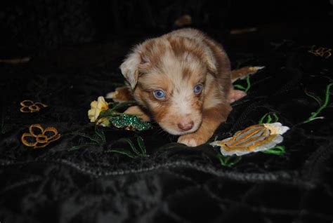 shamrock rose aussies update we have puppies born 5