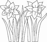 Jonquille Daffodil Imprimer Printemps Narcise Colorat Narcissus Planse Paquerette Dessins Tecido Coloriages Jonquilles Designlooter Lindo Risco sketch template