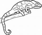 Lizard Coloring Pages Reptiles Drawing Outline Lizards Chameleon Template Kids Line Drawings Gecko Easy Snake Reptile Printable Simple Man Color sketch template