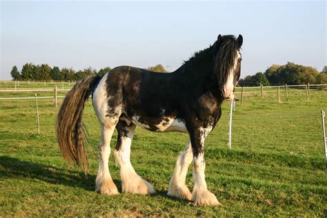 clydesdale horse gallop  discover