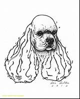 Spaniel Cocker Coloring Pages Springer Drawing Sketch English Getcolorings Getdrawings Template Color Show Printable Head Colorings sketch template