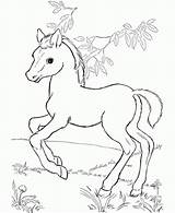 Coloring Pages Horses Foals Getdrawings sketch template