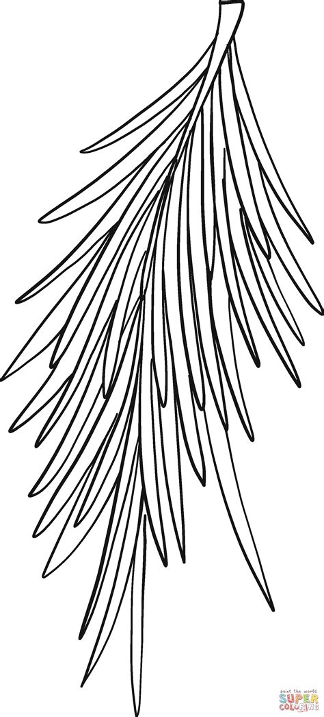 evergreen tree branch coloring page  printable coloring pages