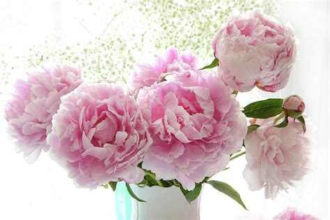 romantic dreamy shabby chic cottage pink peonies print peony bouquet