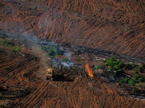 amazon  show illegal burning  rainforest  record deforestation levels
