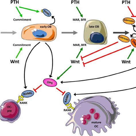Signaling And Cross Talk Of The Pth And Wnt Signaling Pathways In