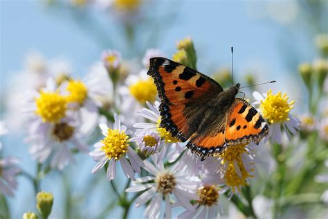 welke vlinders zie jij vliegen natuurmonumenten