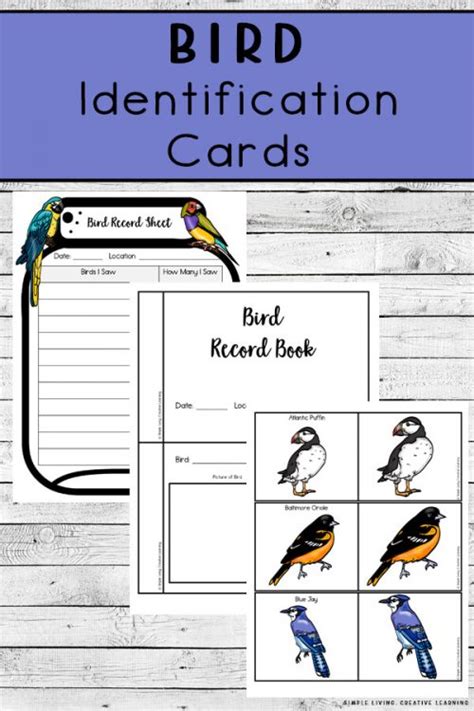 bird identification cards simple living creative learning