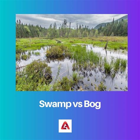 swamp  bog difference  comparison