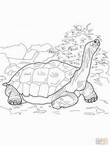 Coloring Pages Reptile Popular Library Clipart Line sketch template