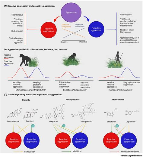 evolutionary  neuroendocrine foundations  human aggression trends