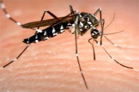 dengue fever cases reported  dr  st kitts nevis observer