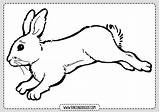 Conejo Conejos Dibujos Rincondibujos sketch template