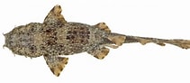 Afbeeldingsresultaten voor "orectolobus Ornatus". Grootte: 211 x 92. Bron: fishesofaustralia.net.au