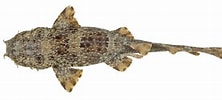 Afbeeldingsresultaten voor "orectolobus Ornatus". Grootte: 222 x 100. Bron: fishesofaustralia.net.au